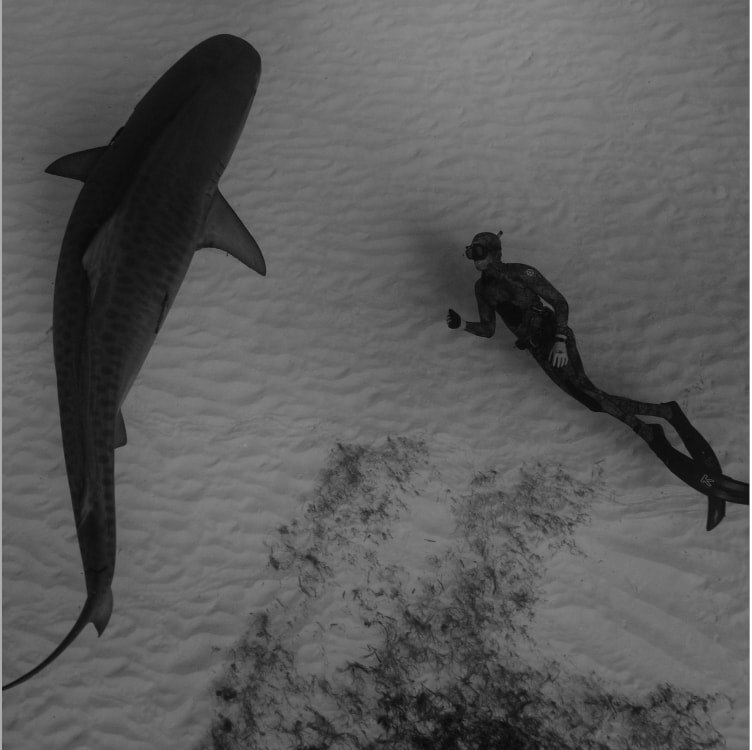 Black and white arial photo of a diver swimming alongside a shark.