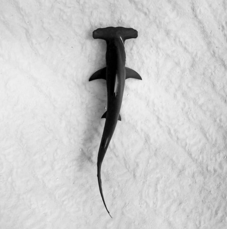 Arial view of a hammerhead shark.