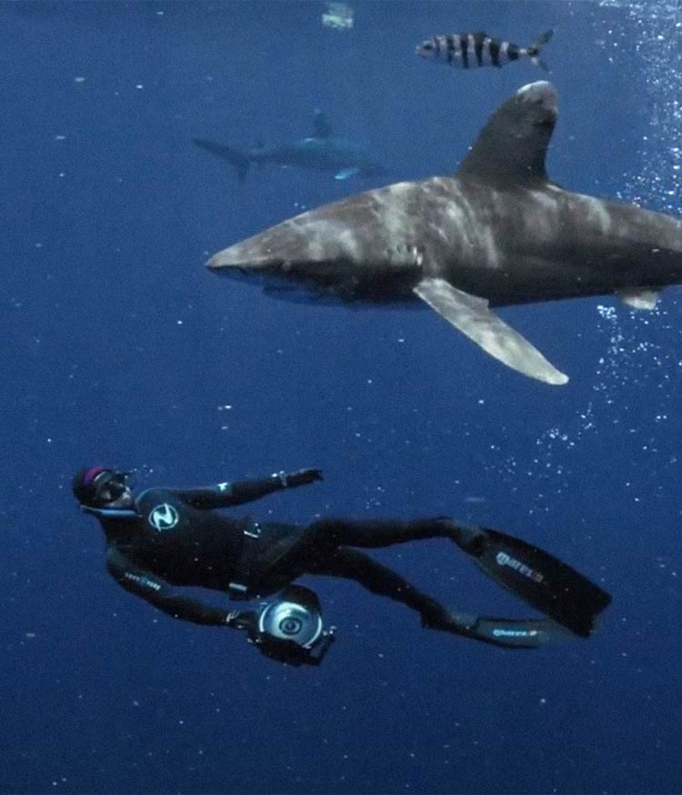 Diver with sharks