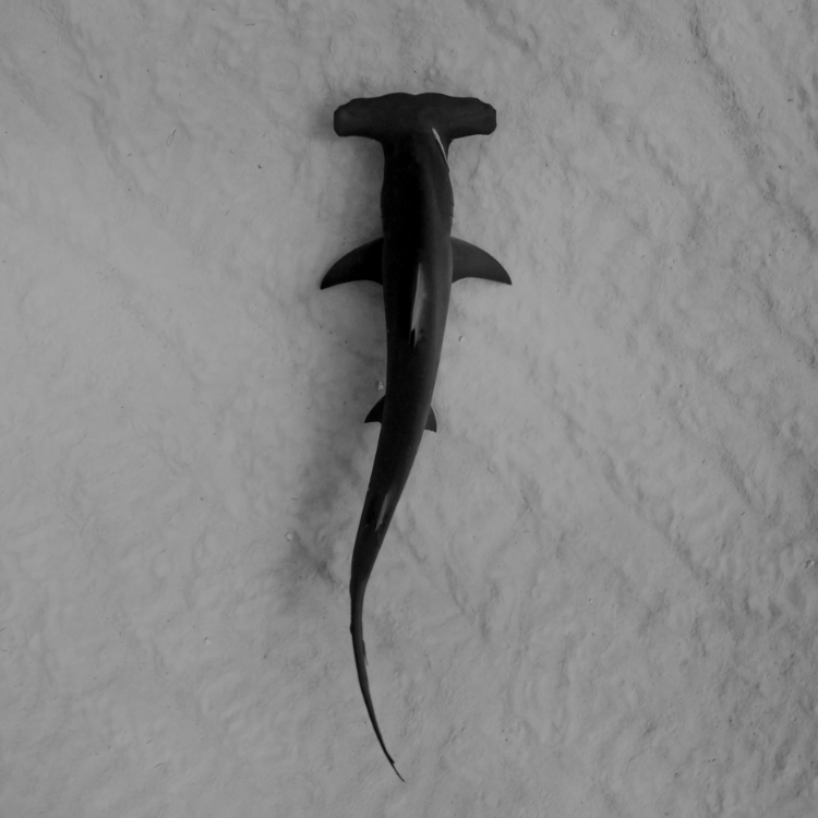 Black and white arial photo of a hammerhead shark.