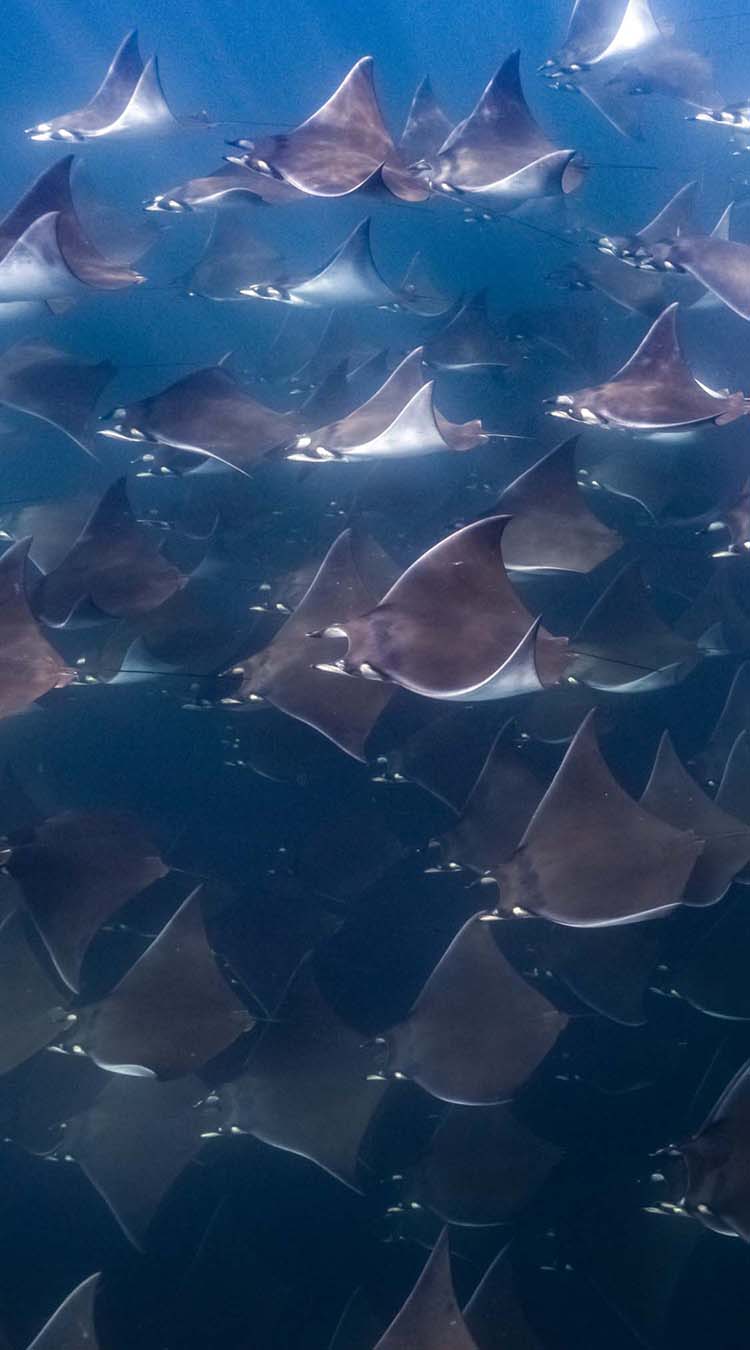 Underwater scenery with fish