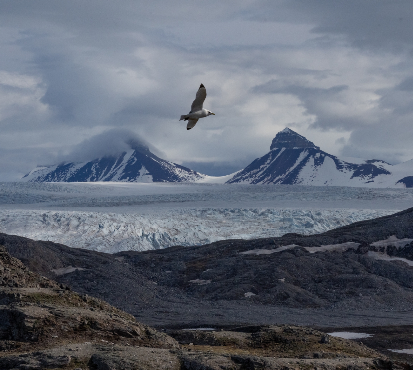 bird flying over mountains