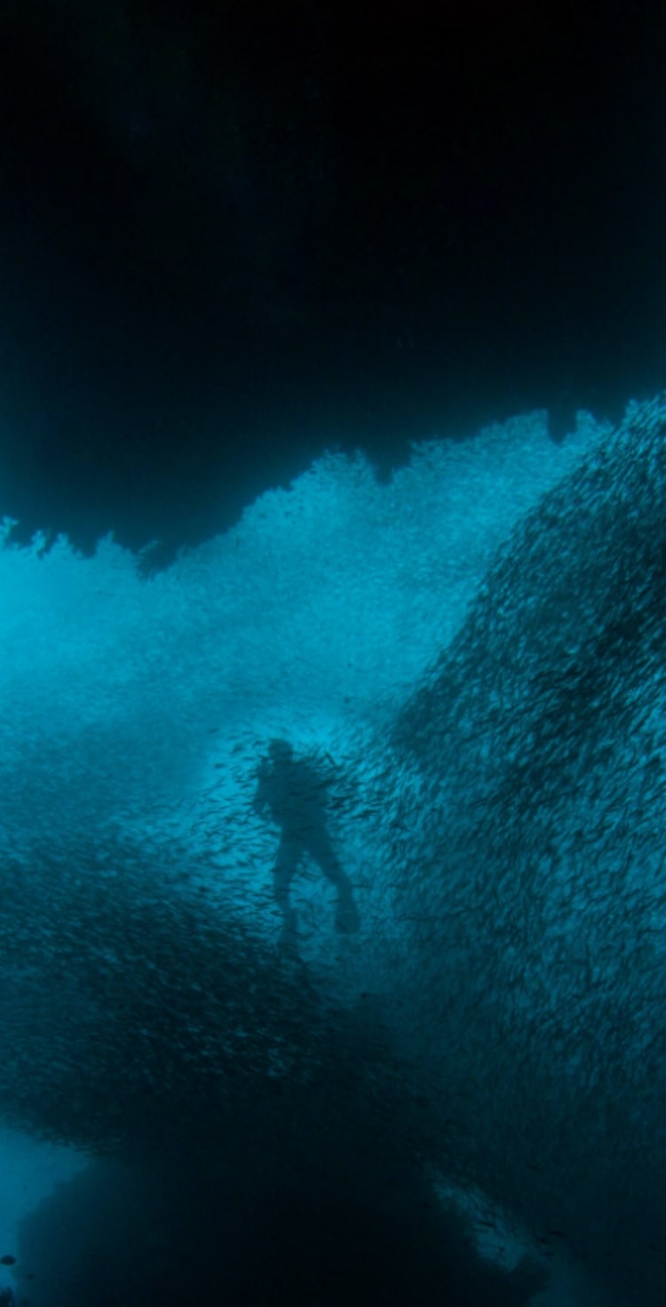 Deep in the blue ocean waters, a school of fish surround a diver.