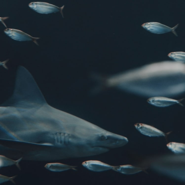 School of fish and a shark.