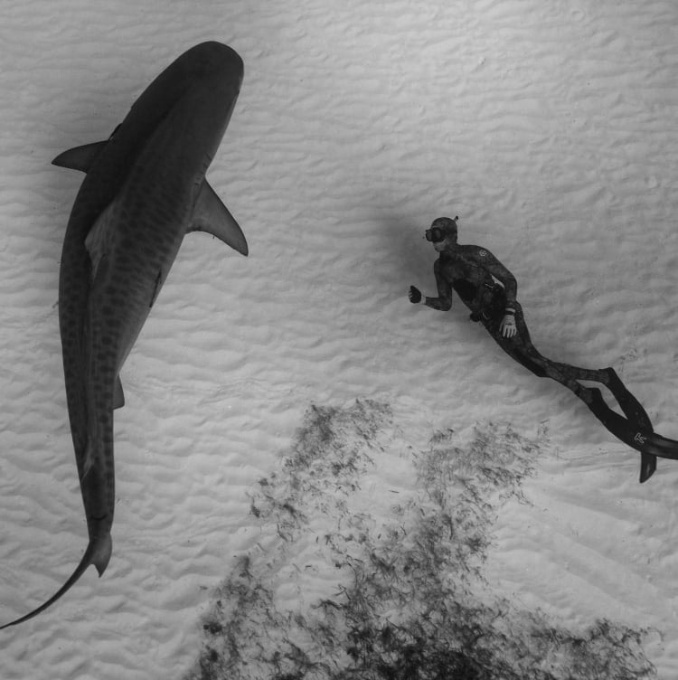 Arial view of a diver swimming alongside a shark.