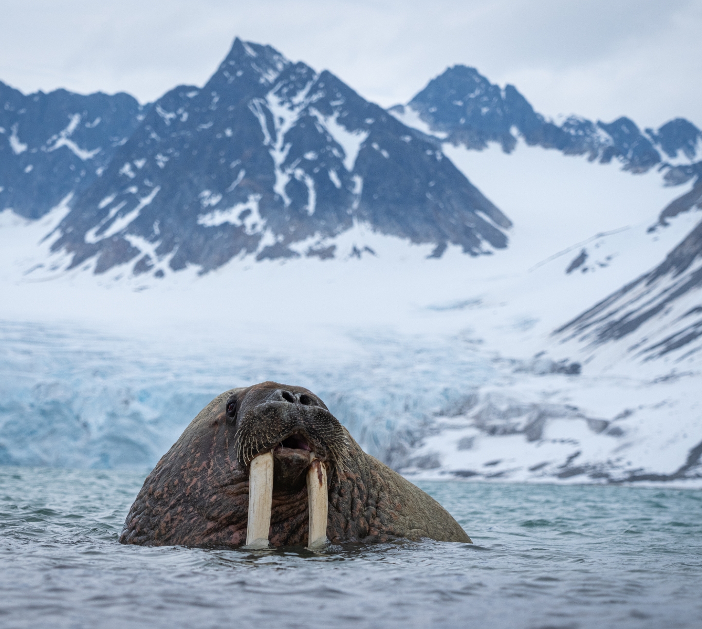 walrus in the water