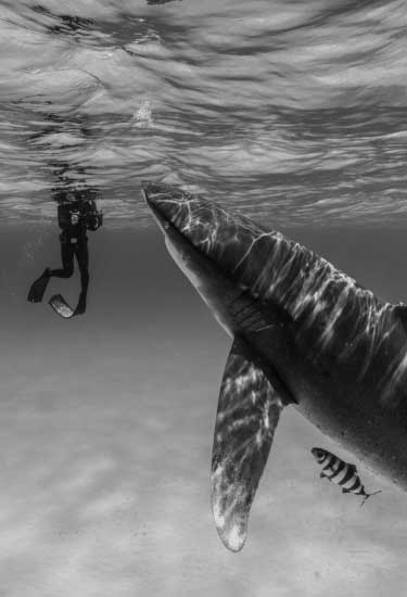 A diver takes a photo of an oceanic whitetip shark